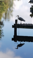 Ardea cinerea
