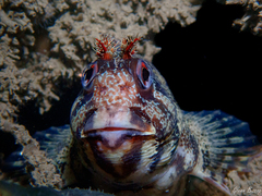 Parablennius gattorugine