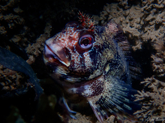 Parablennius gattorugine