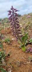Lachenalia violacea