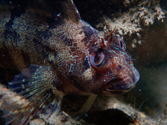 Parablennius gattorugine