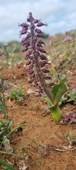 Lachenalia violacea