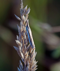 Crambus leachellus