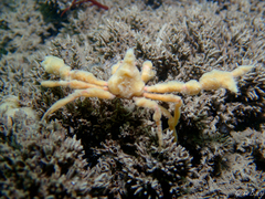 Inachus phalangium