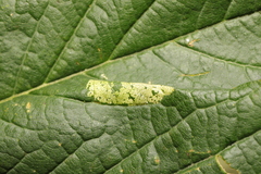 Phyllonorycter nicellii