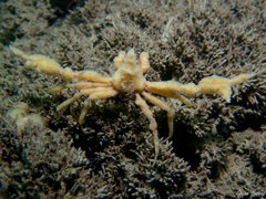 Inachus phalangium