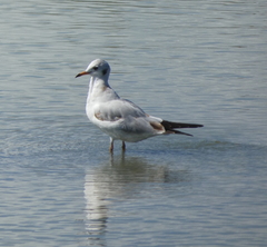 Chroicocephalus ridibundus