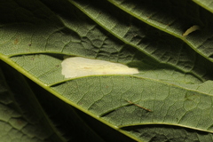 Phyllonorycter nicellii
