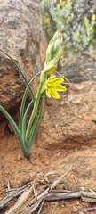 Albuca suaveolens