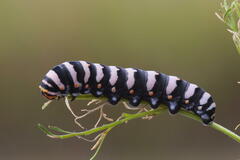Papilio indra