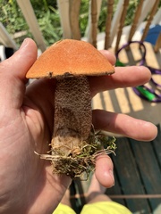 Leccinum aurantiacum