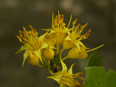 Mouriri acutiflora