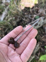 Disholcaspis quercusglobulus