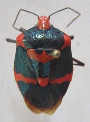 Pentatomidae