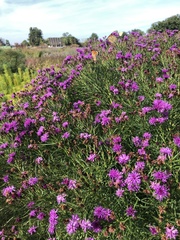 Vernonia fasciculata