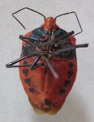 Pentatomidae