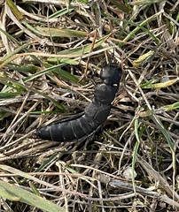 Ocypus olens