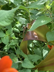 Pantala hymenaea