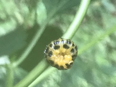 Macremphytus testaceus