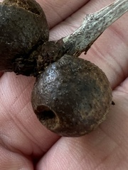 Disholcaspis quercusglobulus