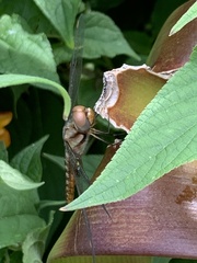 Pantala hymenaea