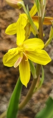 Cyanella lutea lutea