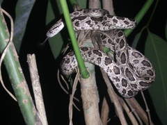 Boiga multomaculata