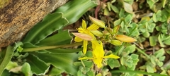 Cyanella lutea lutea