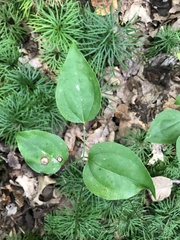 Smilax