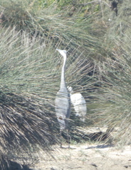 Ardea cinerea