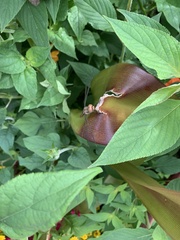 Pantala hymenaea