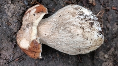 Boletus pinophilus