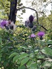 Cirsium muticum