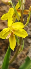 Cyanella lutea lutea