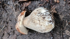 Boletus pinophilus
