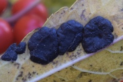Diplocarpon rosae