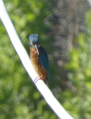 Alcedo atthis