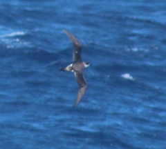 Pterodroma externa