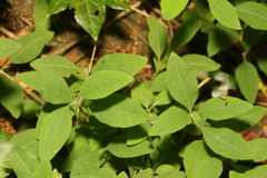 Lonicera periclymenum