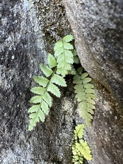 Polystichum