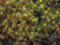 Syntrichia ruraliformis