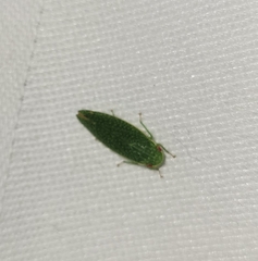 Rugosana