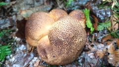 Scleroderma citrinum