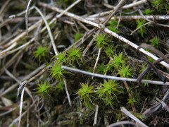 Syntrichia ruraliformis