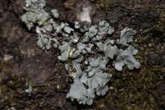 Myelochroa aurulenta