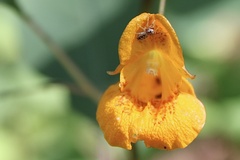Salticidae