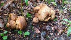 Scleroderma citrinum