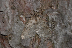 Epirrita christyi