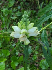 Chelone glabra