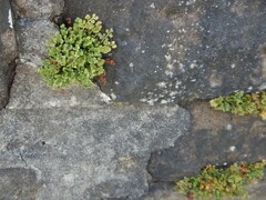 Asplenium ruta-muraria